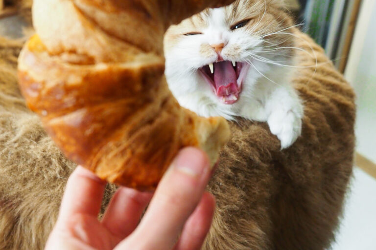 Restaurant Gutschein Katzentempel
