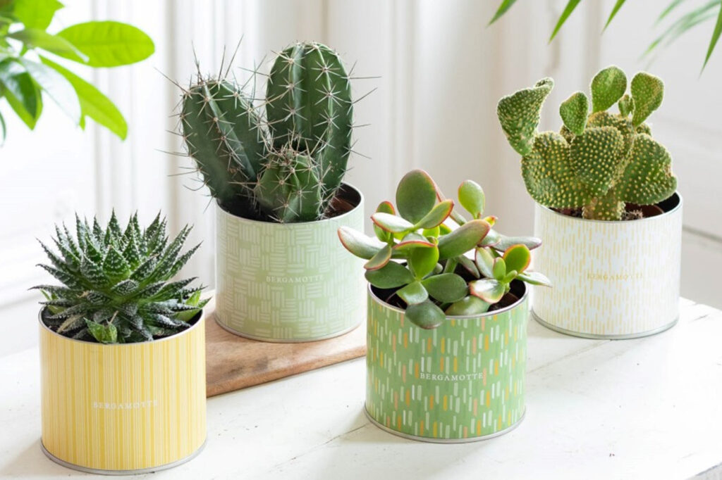 Der Guide für das ideale Mitarbeitergeschenk