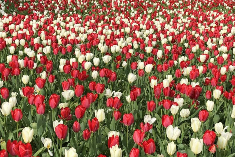Restaurant Gutschein für Brauerei Hotel Hirsch