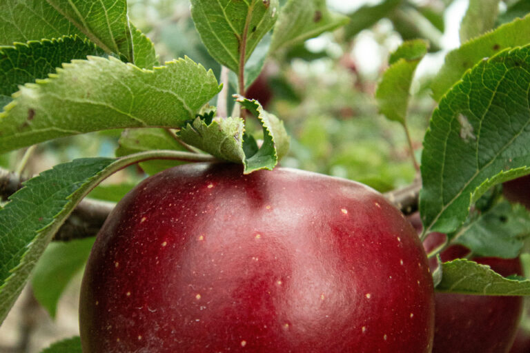 Restaurant Gutschein für Zum Alten Wirt