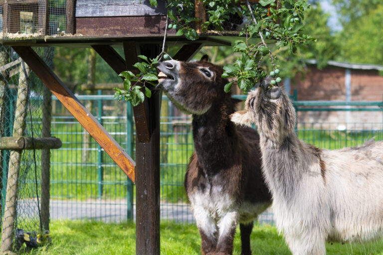 Restaurant Gutschein Gertrudenhof Hürth